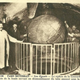 Illustration for article titled Paris unclogs its sewers with giant balls of iron